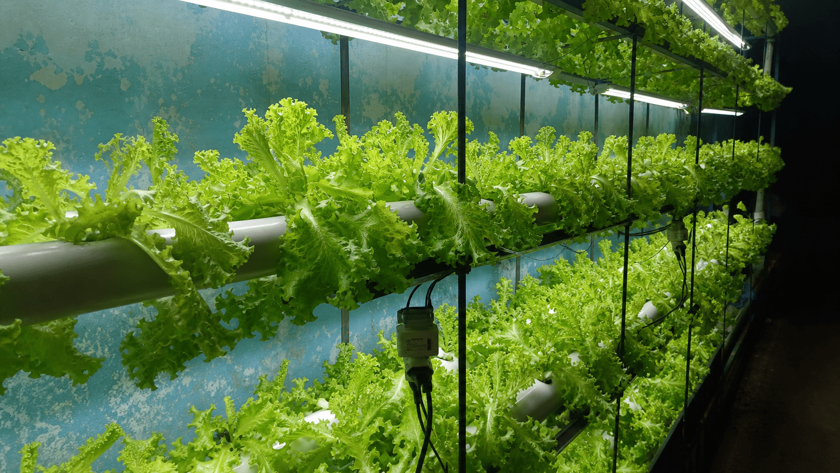 Cultivo hidropônico indoor de cheiro-verde acompanhado pelo sistema Astro Verde